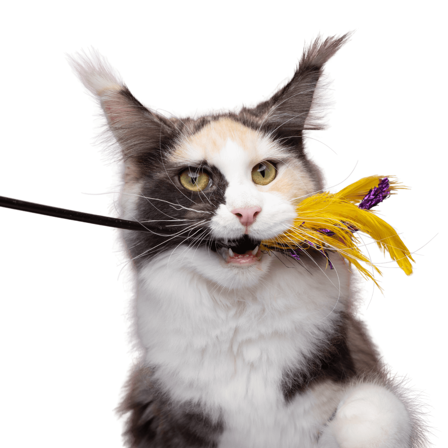 the cat caught a teaser