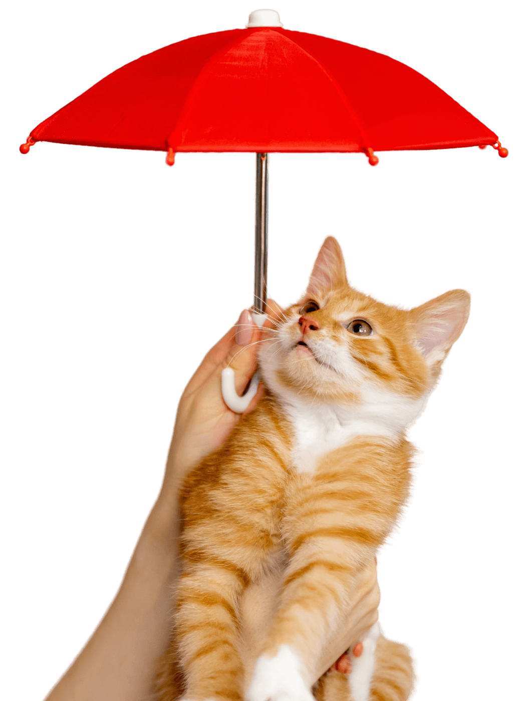 cat safety