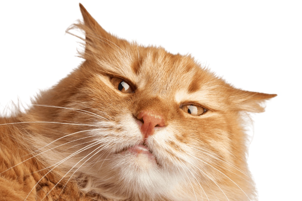 funny cat face