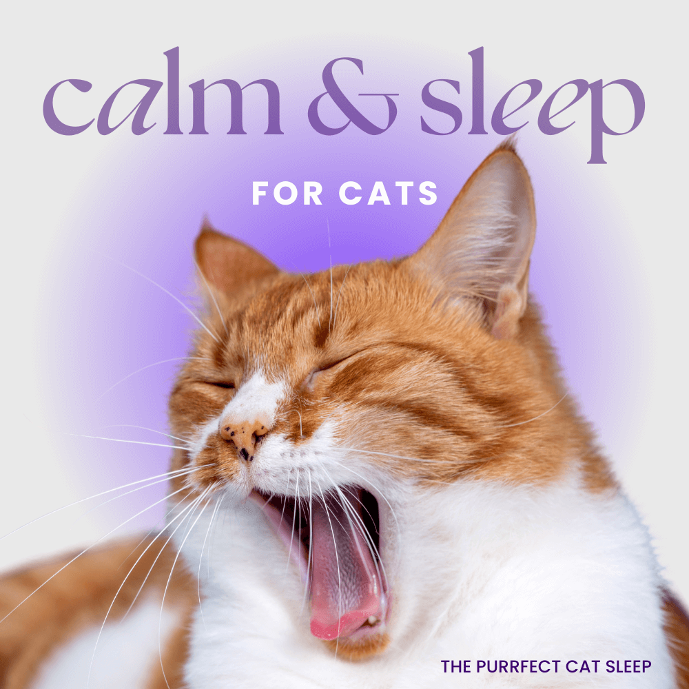 calm and sleep music for cats