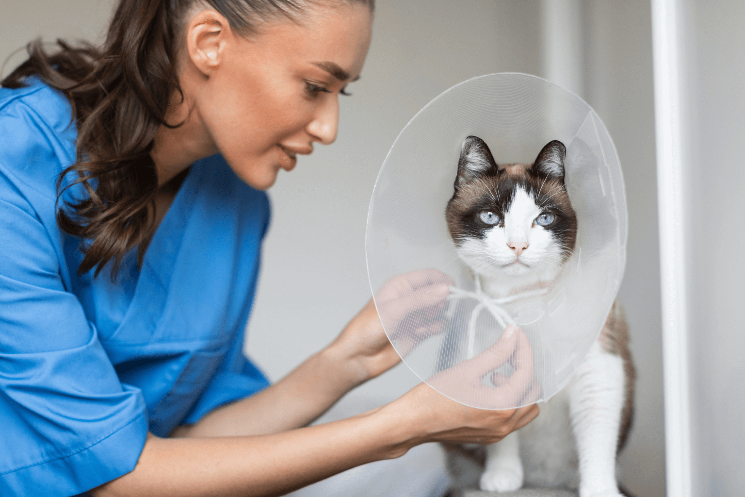 Should I Neuter My Cat